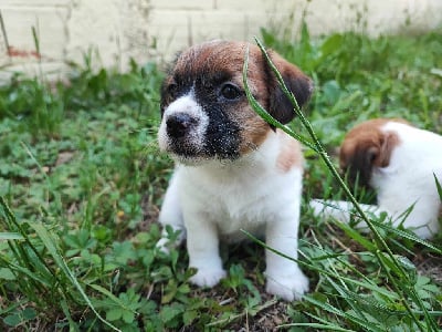 Les chiots de Jack Russell Terrier