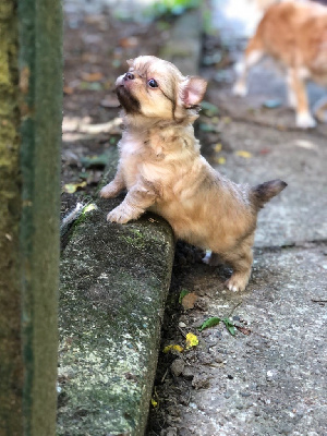 Les chiots de Chihuahua