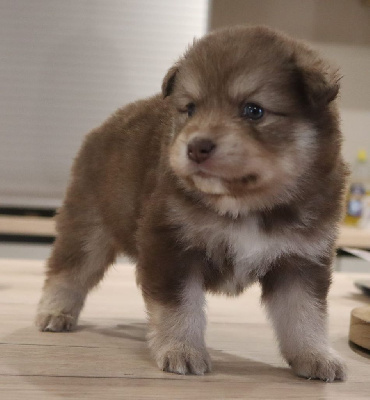 Les chiots de Chien finnois de Laponie