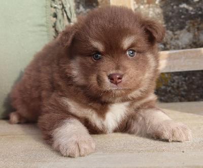 Les chiots de Chien finnois de Laponie