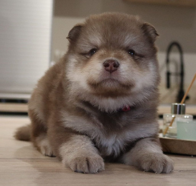 Les chiots de Chien finnois de Laponie