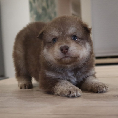 Les chiots de Chien finnois de Laponie