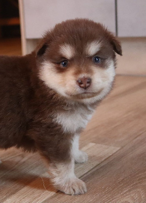 Les chiots de Chien finnois de Laponie