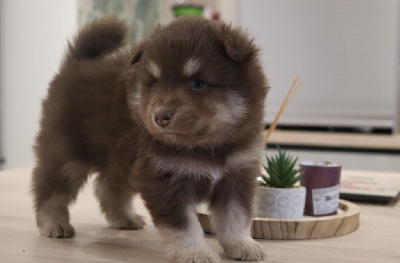 Les chiots de Chien finnois de Laponie