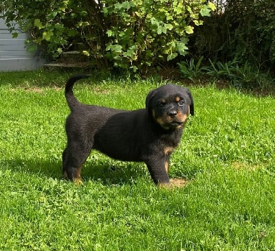 Les chiots de Rottweiler