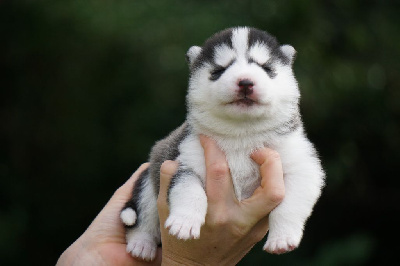 Les chiots de Siberian Husky