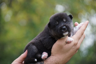 Les chiots de Siberian Husky