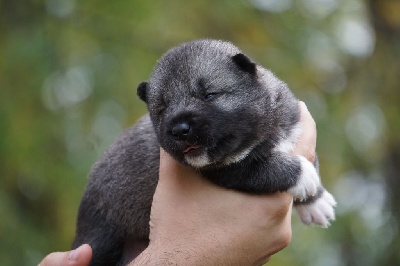 Les chiots de Siberian Husky