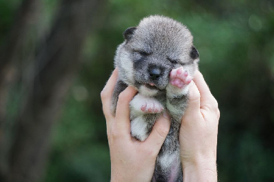 Les chiots de Siberian Husky