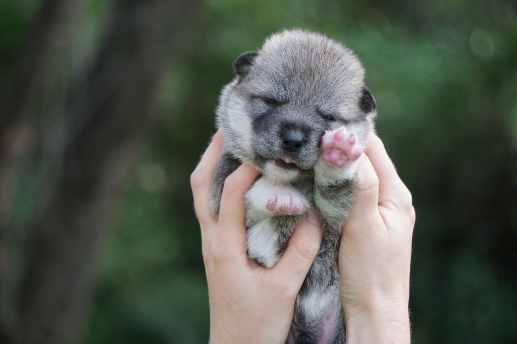 VOLDEMORT REBORN - Siberian Husky