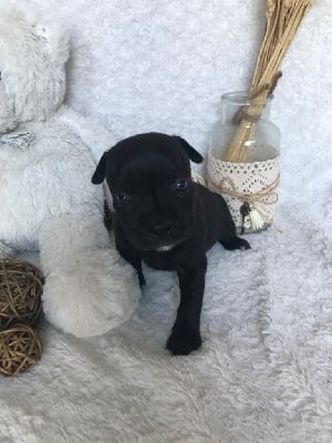 Les chiots de Staffordshire Bull Terrier