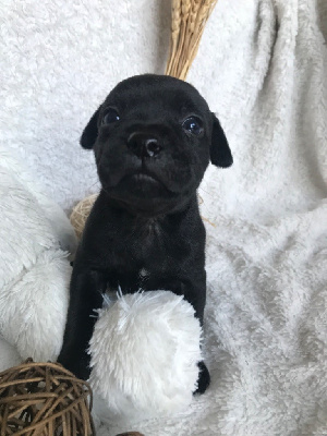 Les chiots de Staffordshire Bull Terrier