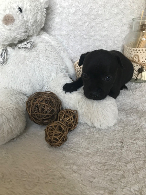 Les chiots de Staffordshire Bull Terrier