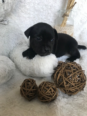 Les chiots de Staffordshire Bull Terrier