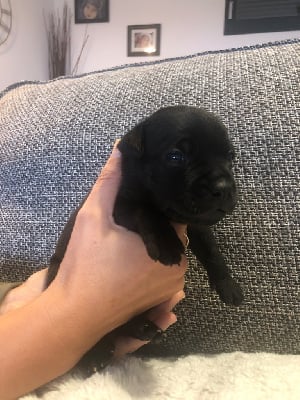 Les chiots de Staffordshire Bull Terrier