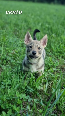 Les chiots de Spitz des Visigoths