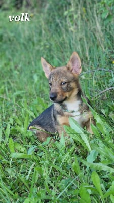 Les chiots de Spitz des Visigoths