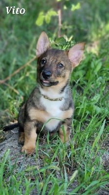 Les chiots de Spitz des Visigoths