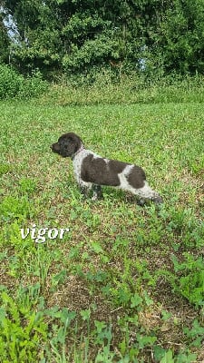 Les chiots de Petit Epagneul de Münster