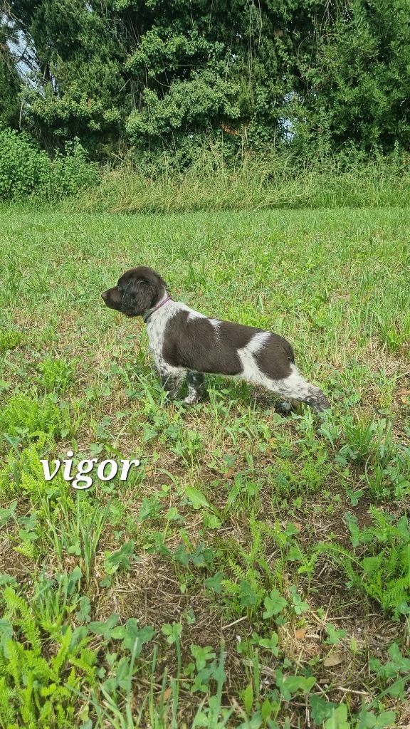 CHIOT 1 vigor - Petit Epagneul de Münster