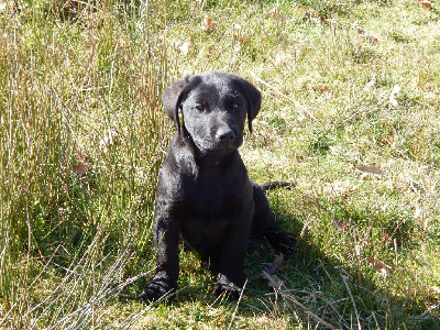 Les chiots de Labrador Retriever