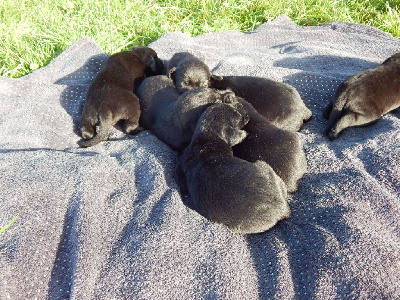 Les chiots de Labrador Retriever