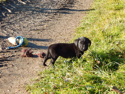 Les chiots de Labrador Retriever