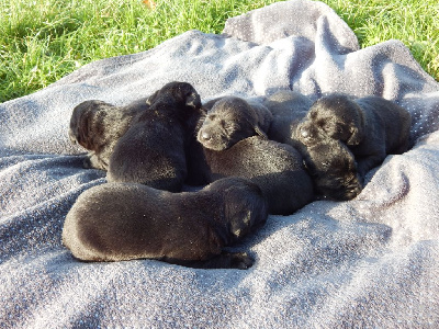 Les chiots de Labrador Retriever