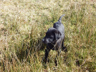 Les chiots de Labrador Retriever