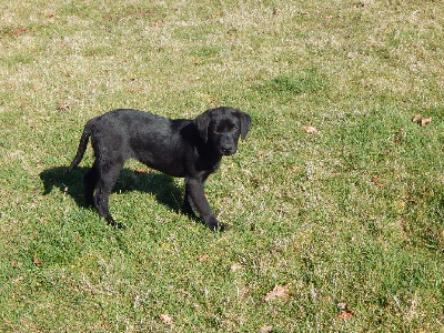 Les chiots de Labrador Retriever