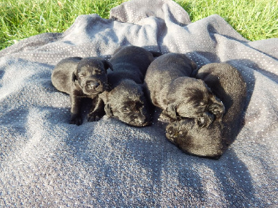 Les chiots de Labrador Retriever