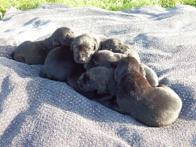 Les chiots de Labrador Retriever