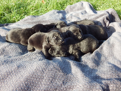 Les chiots de Labrador Retriever