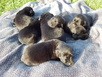 Les chiots de Labrador Retriever