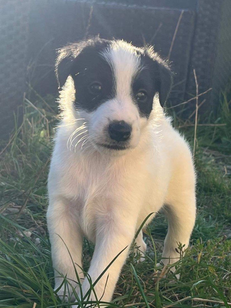 CHIOT 1 - Fox Terrier Poil lisse