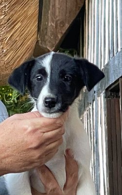 Les chiots de Fox Terrier Poil lisse