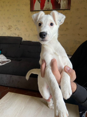 Les chiots de Fox Terrier Poil lisse