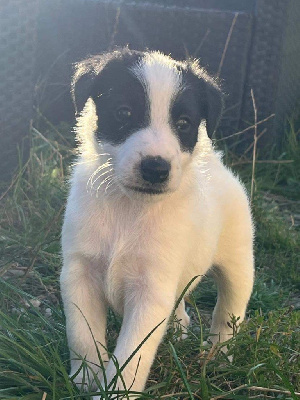 Les chiots de Fox Terrier Poil lisse