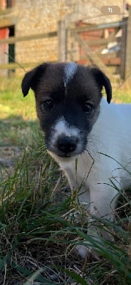 Les chiots de Fox Terrier Poil lisse