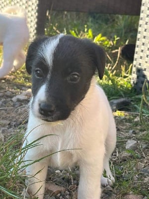 CHIOT 3 - Fox Terrier Poil lisse