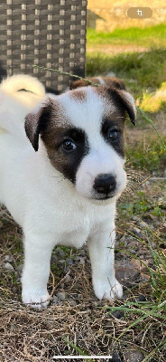 CHIOT 4 - Fox Terrier Poil lisse