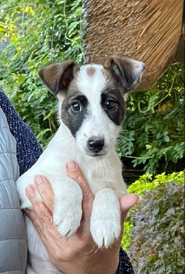 CHIOT 4 - Fox Terrier Poil lisse