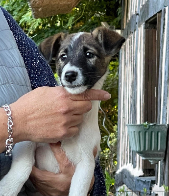 CHIOT 2 - Fox Terrier Poil lisse