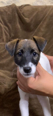 Les chiots de Fox Terrier Poil lisse