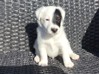 Les chiots de Fox Terrier Poil lisse