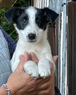 CHIOT 1 - Fox Terrier Poil lisse