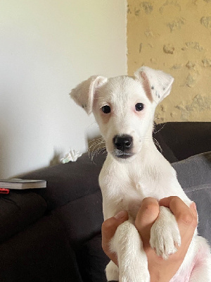 Les chiots de Fox Terrier Poil lisse