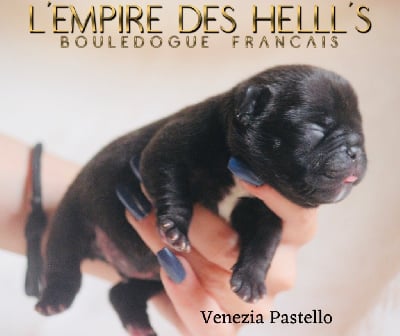 Venezia Pastello - Bouledogue français