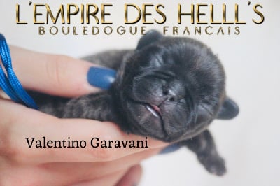 Valentino Garavani - Bouledogue français