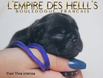 Les chiots de Bouledogue français